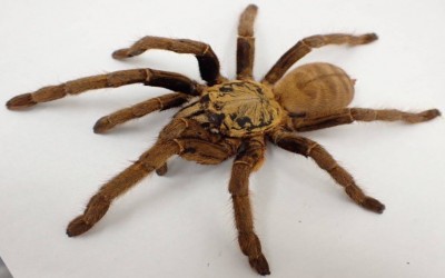 Haplopelma cf schmidti (Phong Nha-Ke Bang) TARANTULA